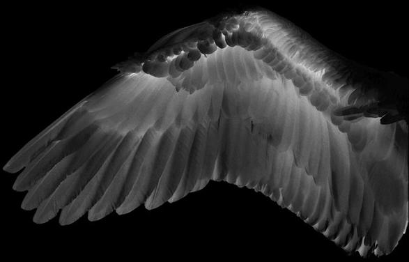 Wall&decò Обои на стену Contemporary wallpaper 2011 sun-id-1463399 - Вид №3