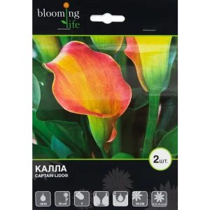 Калла Каптейн Лидо 14/16, 2 шт 82120096 STLM-2179062
