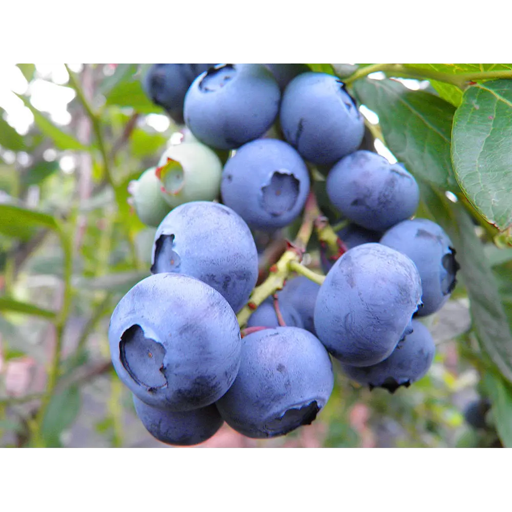 Голубика Нельсон ø10 h15 см 84834892 STLM-2022193 PLANTMARKET 
