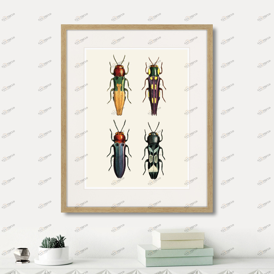 Литография на тонированной бумаге 52х42 см Assorted Beetles №5, 1735г. КАРТИНЫ В КВАРТИРУ  264417 Белый;коричневый;разноцветный 