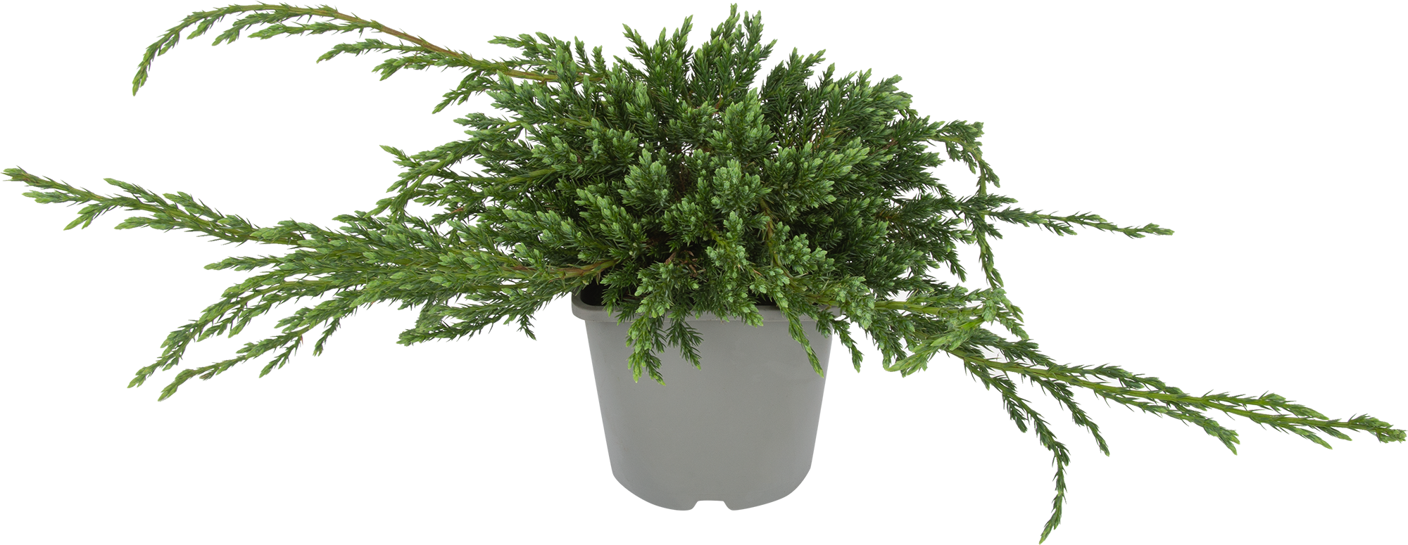 Можжевельник Блю Карпет Santreyd - стелющийся хвойный кустарник для ландшафта 82621052 STLM-0031967