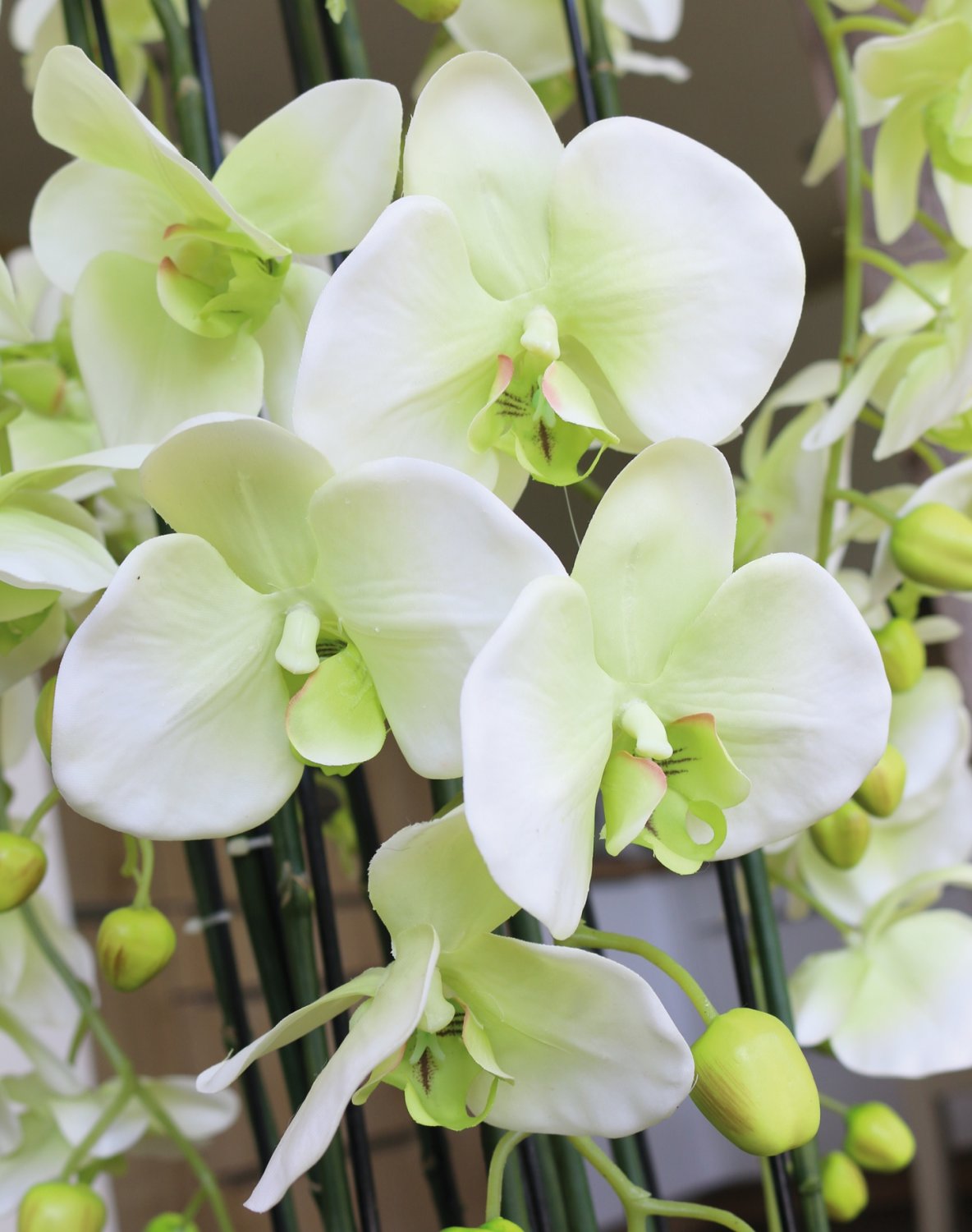 2860 788 a3 Искусственная орхидея Phalaenopsis с 'почвой', 9-кратная, 120 см, real touch, бежево-зеленая H-andreas  - Вид №2