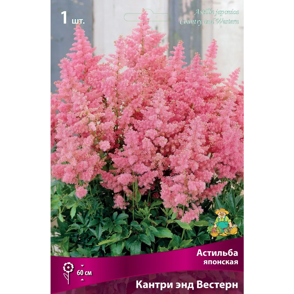 Астильба японская «Кантри энд Вестерн» разбор I 82661816 STLM-2046052 Santreyd 
