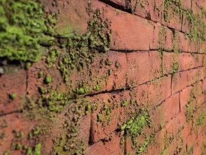Artstone Panel Systems Объемная настенная плитка из стекловолокна с эффектом кирпича Moss