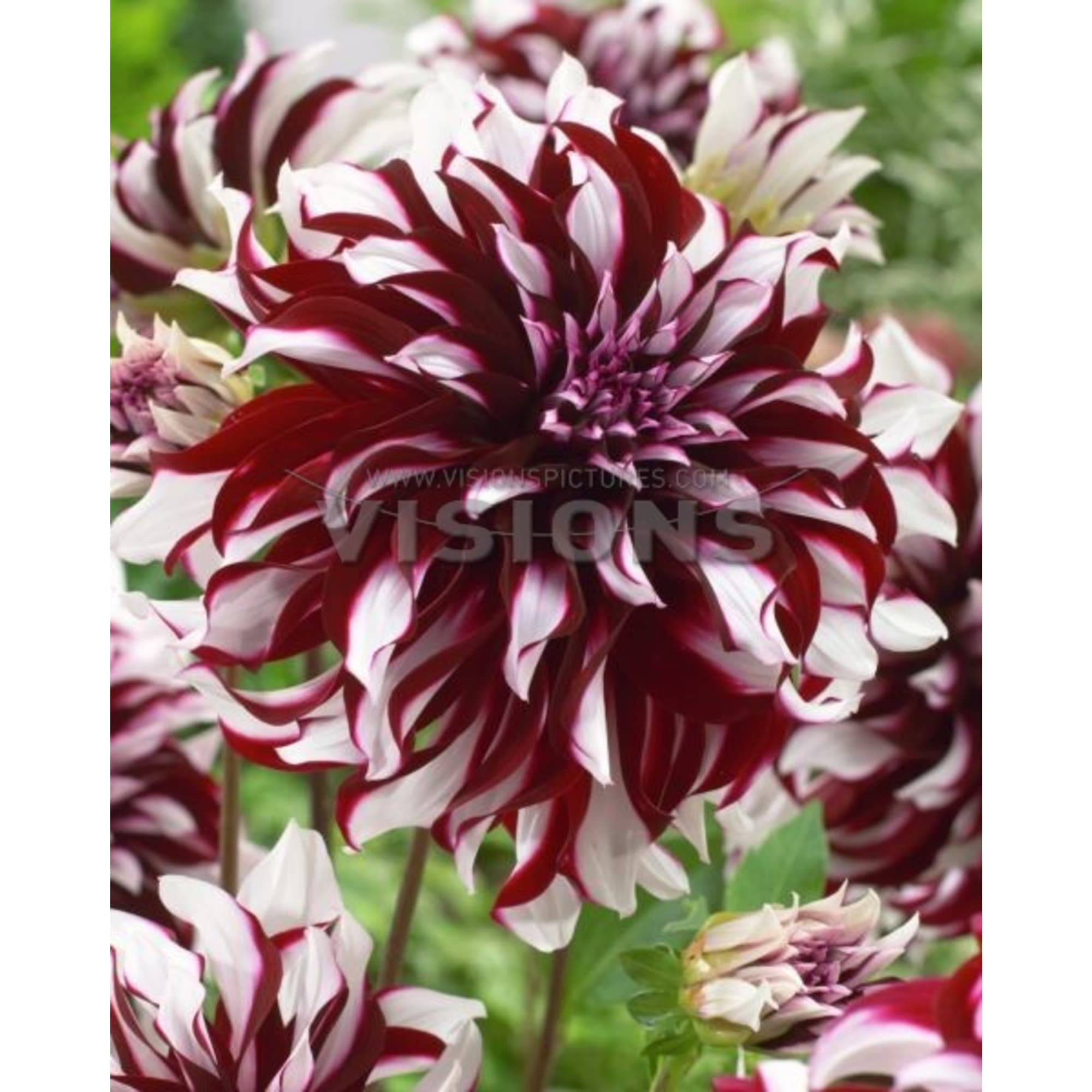 83783704 Георгина декоративная Тартан луковица I Santreyd 