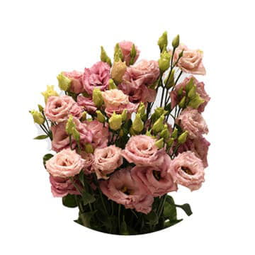 Лизиантус ду алисса пинк 70 см Santreyd 24151 - Вид №1