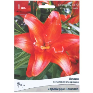 Лилия азиатская махровая «Строберри Ванилла» 81945468 STLM-2020134