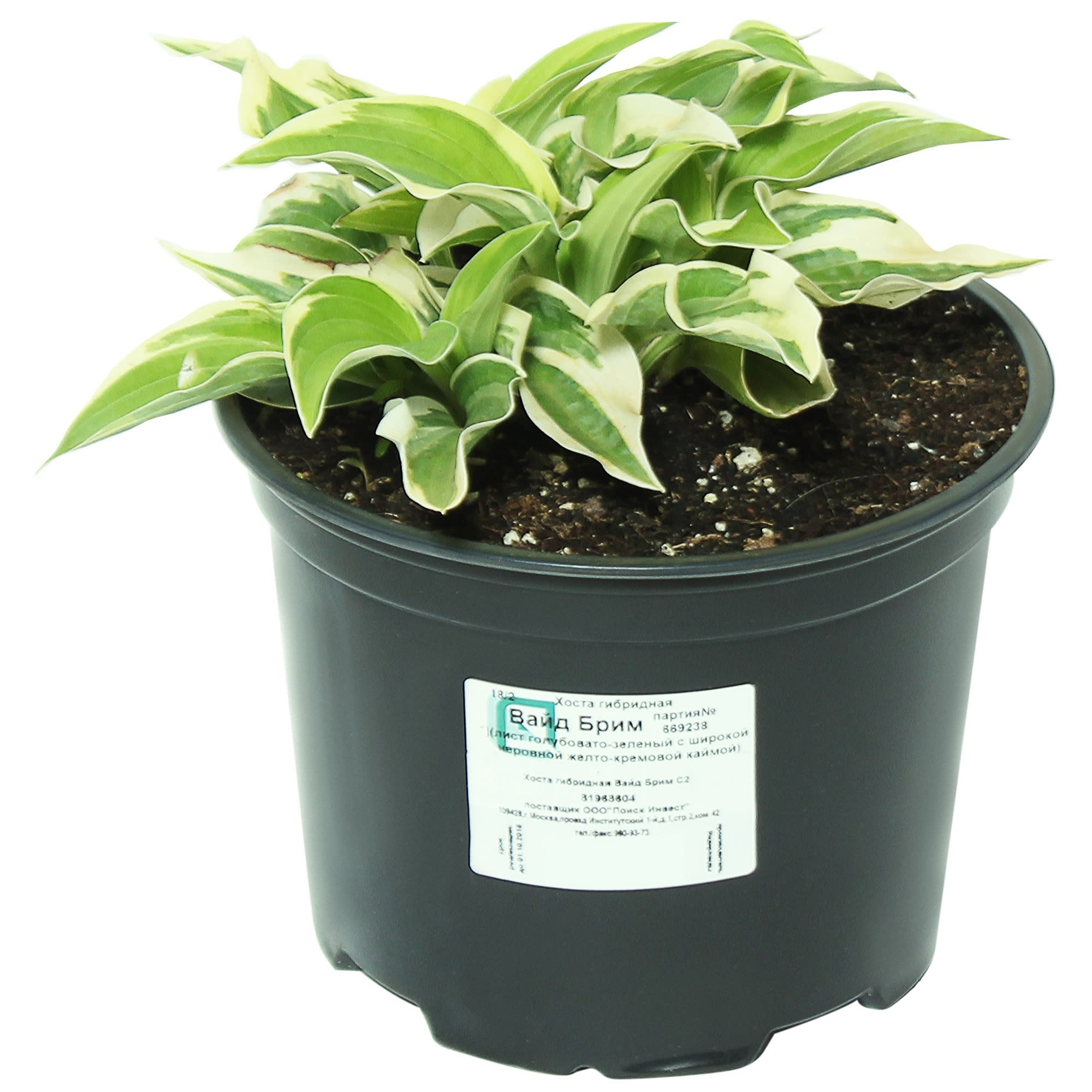 81968604 Хоста гибридная «Вайд Брим», контейнер 1.5-2 л Santreyd 