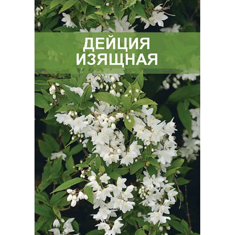 Дейция изящная ø15 h35 см 85670440 STLM-2010812 Santreyd 