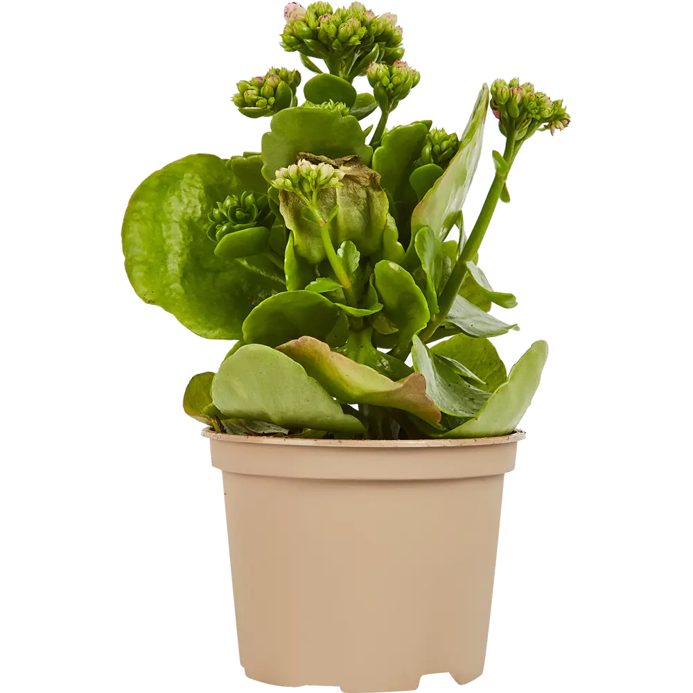 Santreyd Каландива - цветущее комнатное растение для дома 85324982 STLM-0061539 - Вид №1