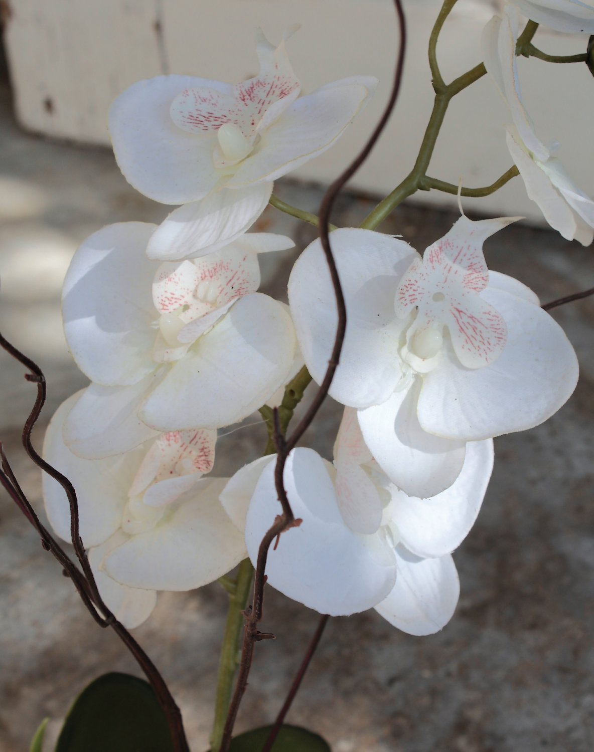 2769 778 a3 Пластиковая орхидея Phalaenopsis в керамической бутылке, 64 см, бежево-белая H-andreas  - Вид №5