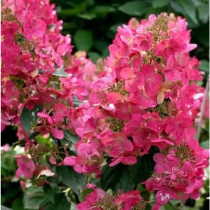 Гортензия метельчатая Мега Минди ø9 h40 см 83738869 STLM-2035036
