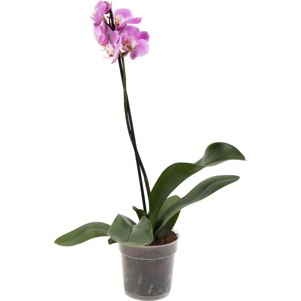 Santreyd Орхидея Фаленопсис - изящный цветок-бабочка для интерьера 13533092 STLM-0003269