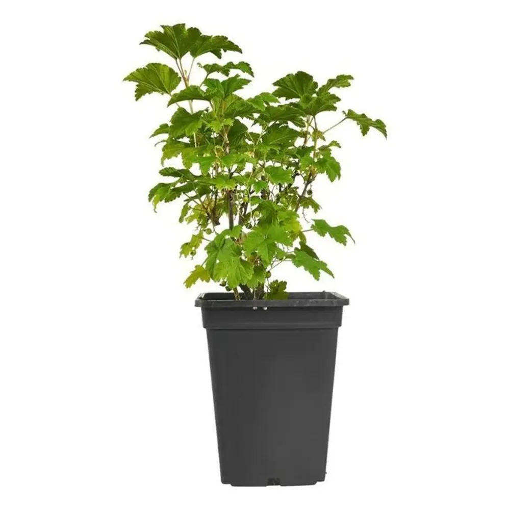 Смородина черная Зеленая дымка 89465377 STLM-2016767 PLANTMARKET  - Вид №1