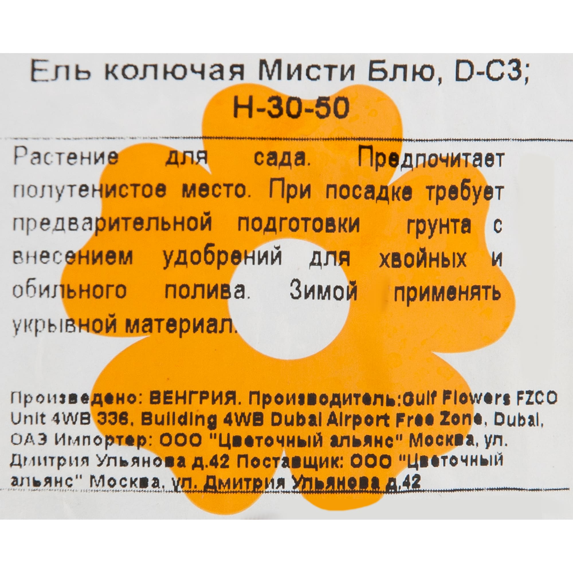 82601619 Ель колючая «Мисти Блю» 19x40 см Santreyd  - Вид №1