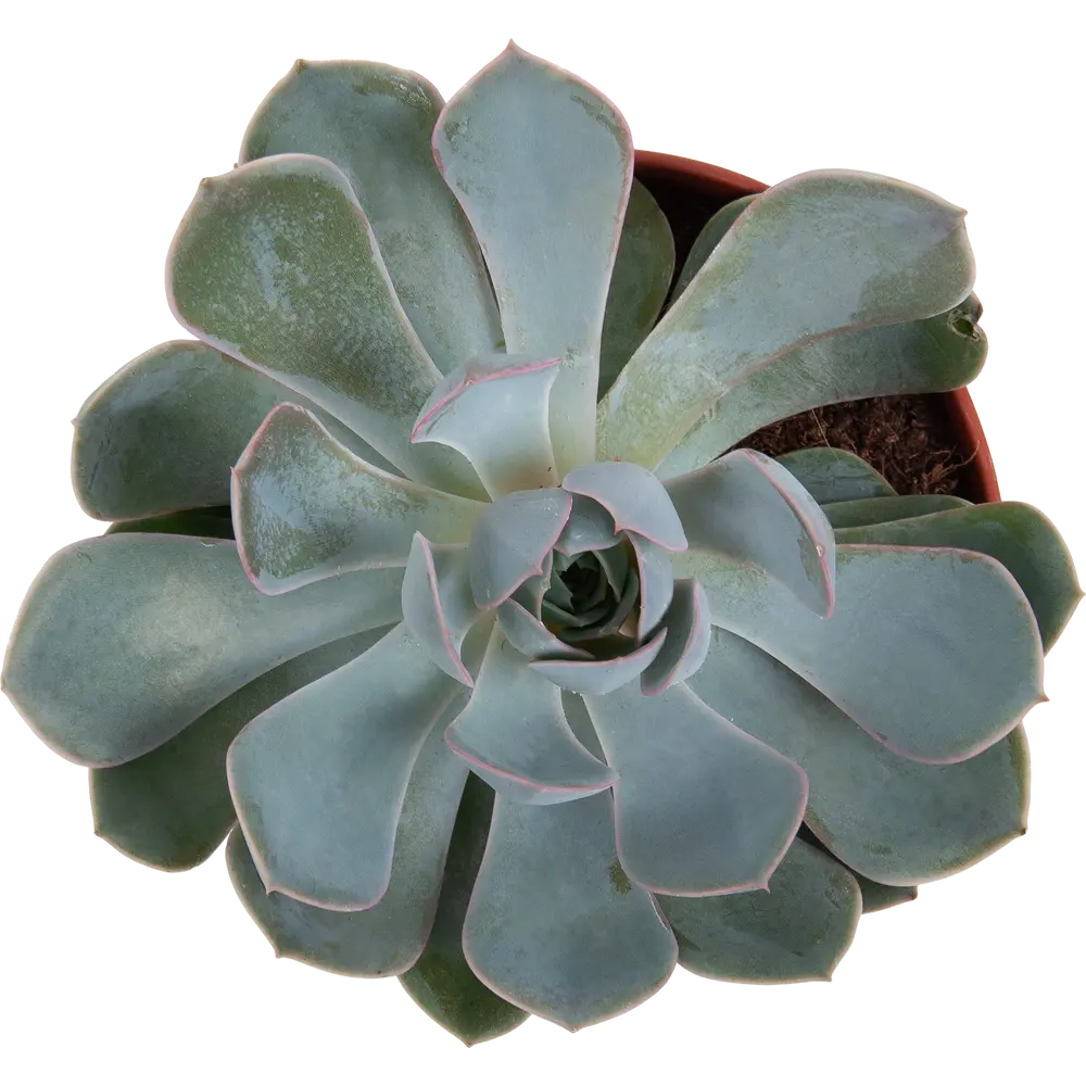 Суккулент микс 12x18 см 82850447 STLM-2036807 Santreyd  - Вид №1