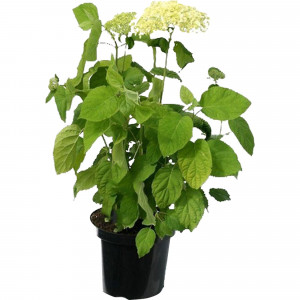 17897475 Гортензия древовидная Анабель (С1,5)