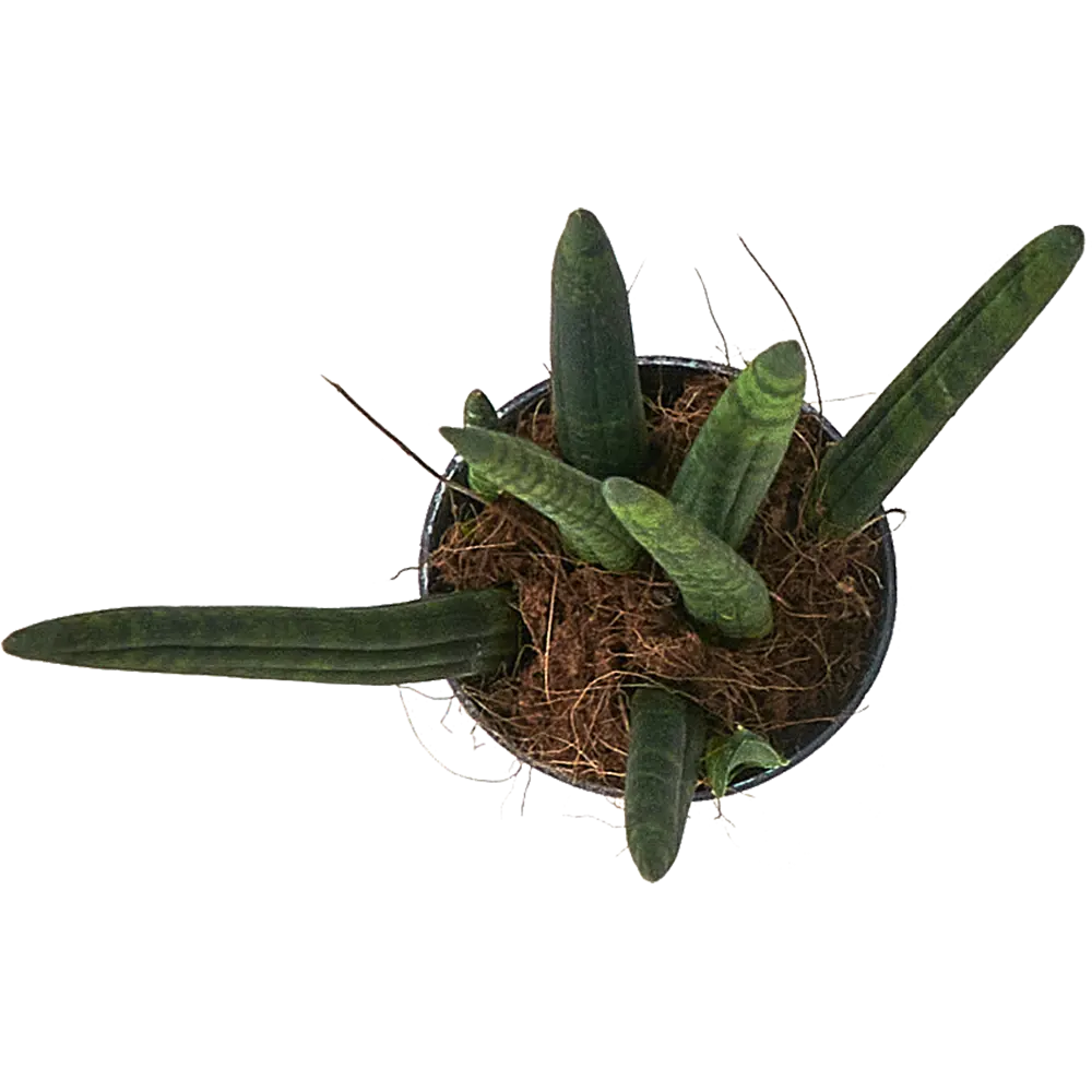 Santreyd Сансевиерия Цилиндрика Ракета - элегантный суккулент для интерьера 87959861 STLM-0950742 - Вид №2