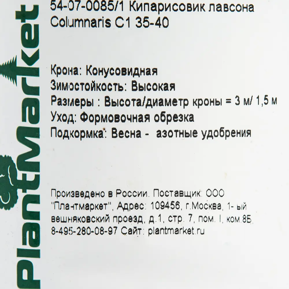 Кипарисовик лавсона «Колумнарис» C1 35-40 см PLANTMARKET STLM-2203269 - Вид №1