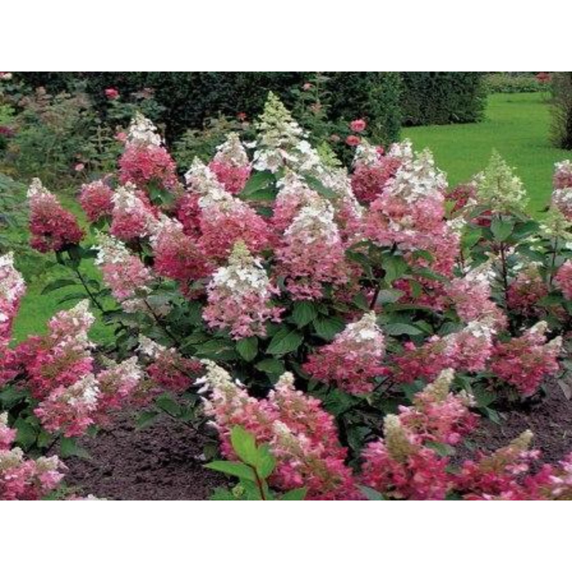 82594837 Гортензия метельчатая «Пинки Винки» 15x20 см Santreyd  - Вид №2