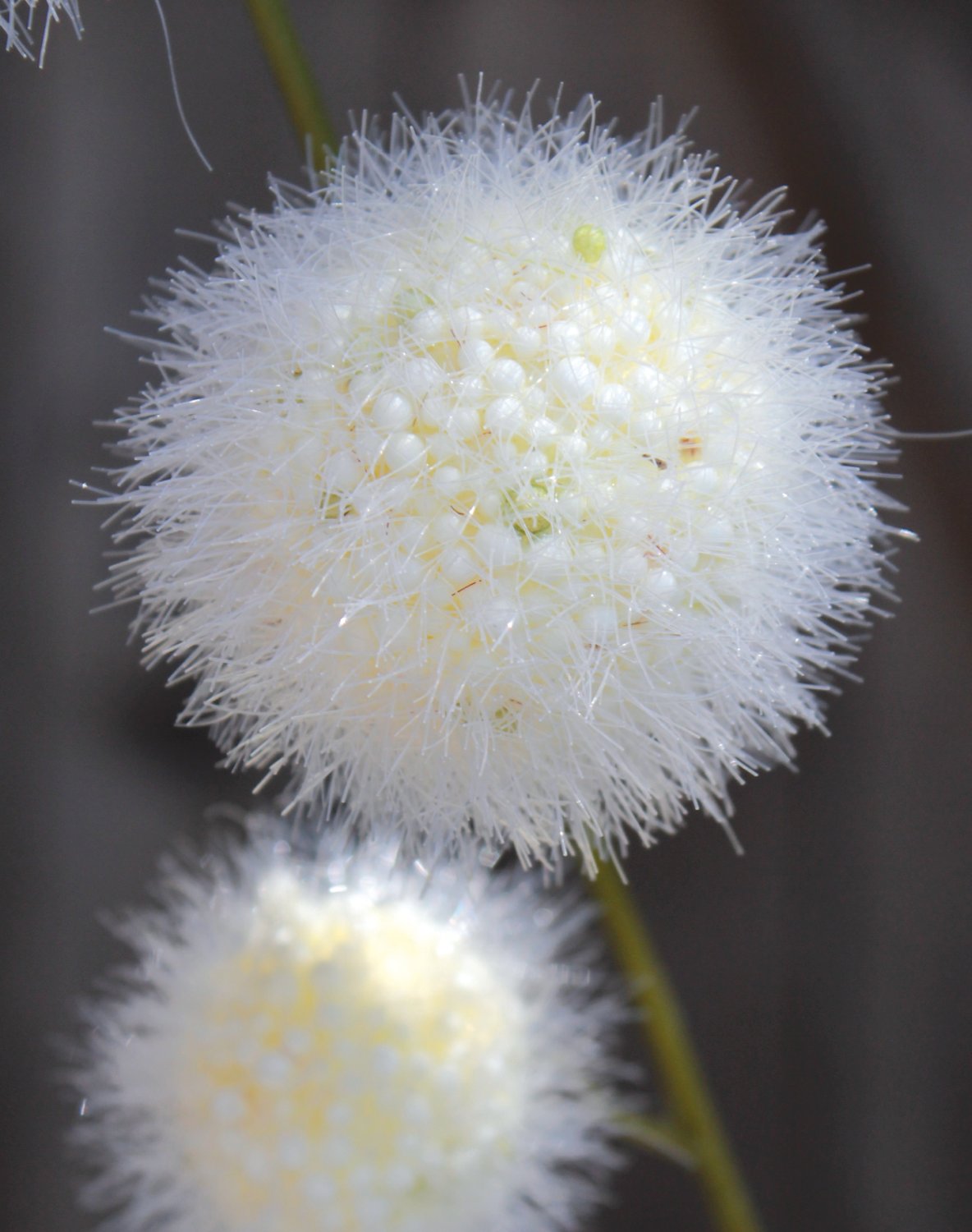 5535 778 a3 Искусственный спрей из плодов гомфокарпуса, 103 см, бежево-белый H-andreas  - Вид №1