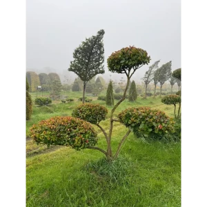 Боярышник Слива Ниваки ø200 - 225 h200 - 225 см