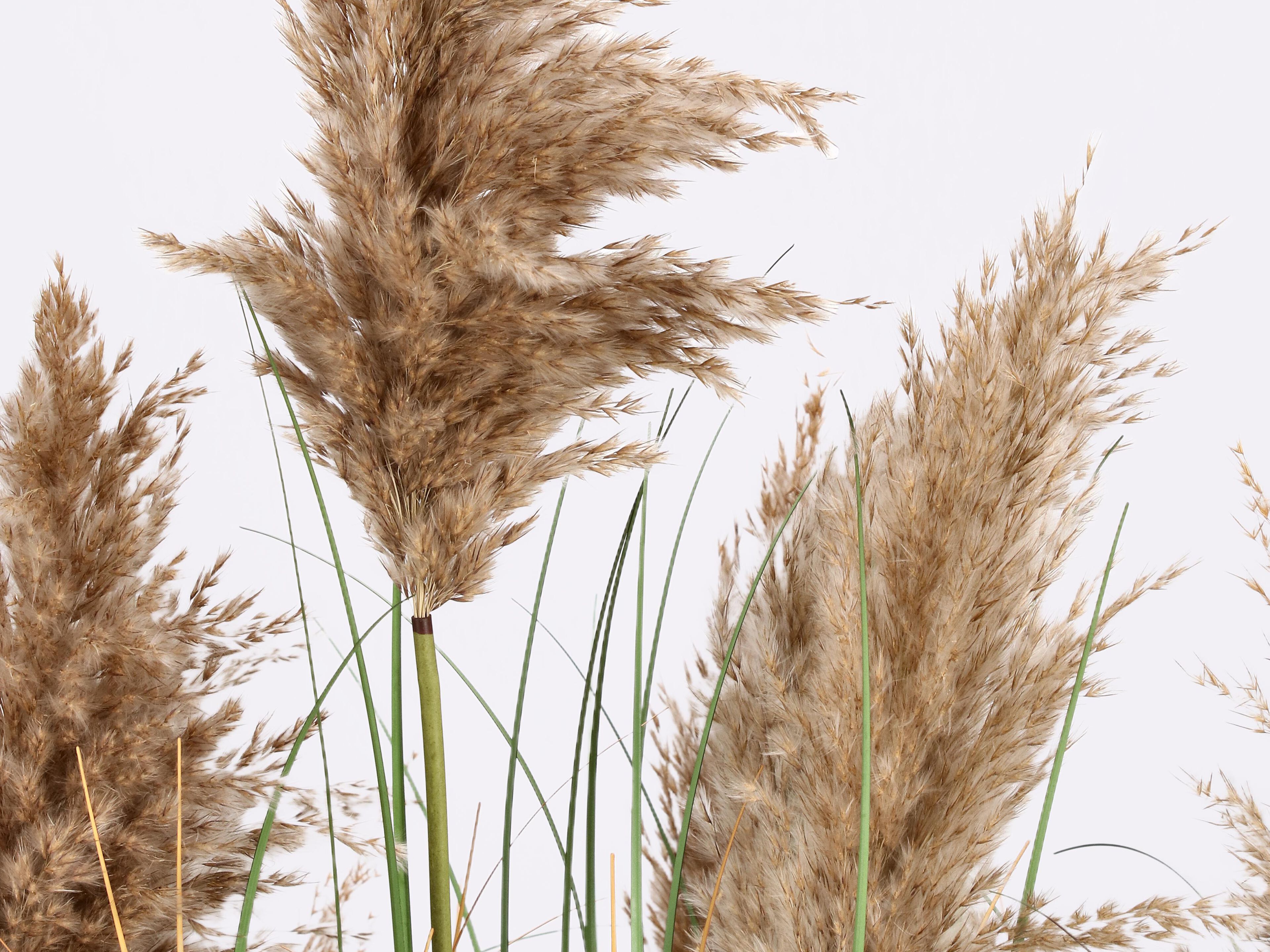 Искусственное растение BIZZOTTO GYNERIUM PAMPAS H150 ARCH-00142789 - Вид №1