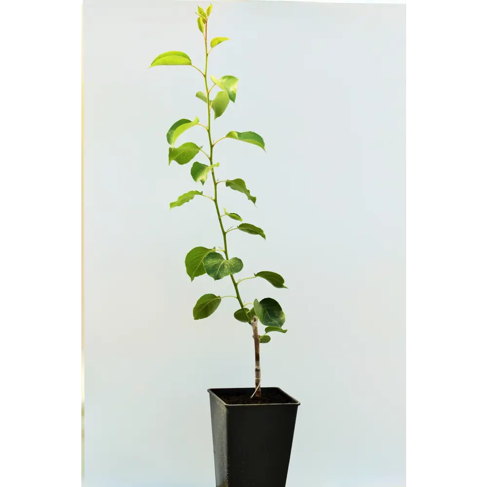 Груша «Ларинская» 1 год 12.5x30-50 см 82610424 STLM-2031579 Santreyd 