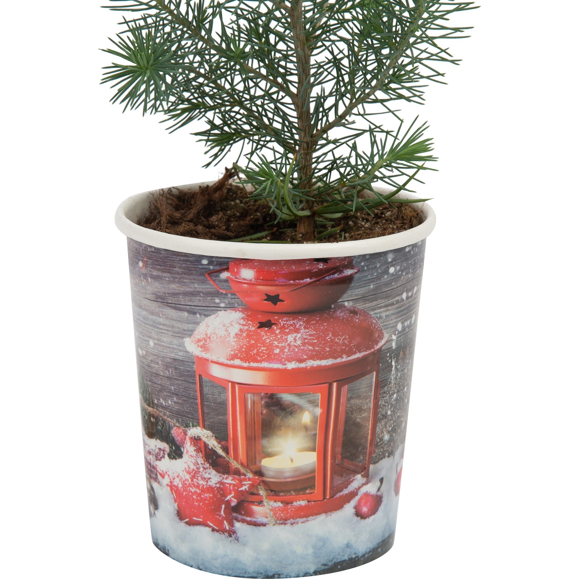 82769602 Сосна в рождественской кружке 10.5x35 см Santreyd  - Вид №2