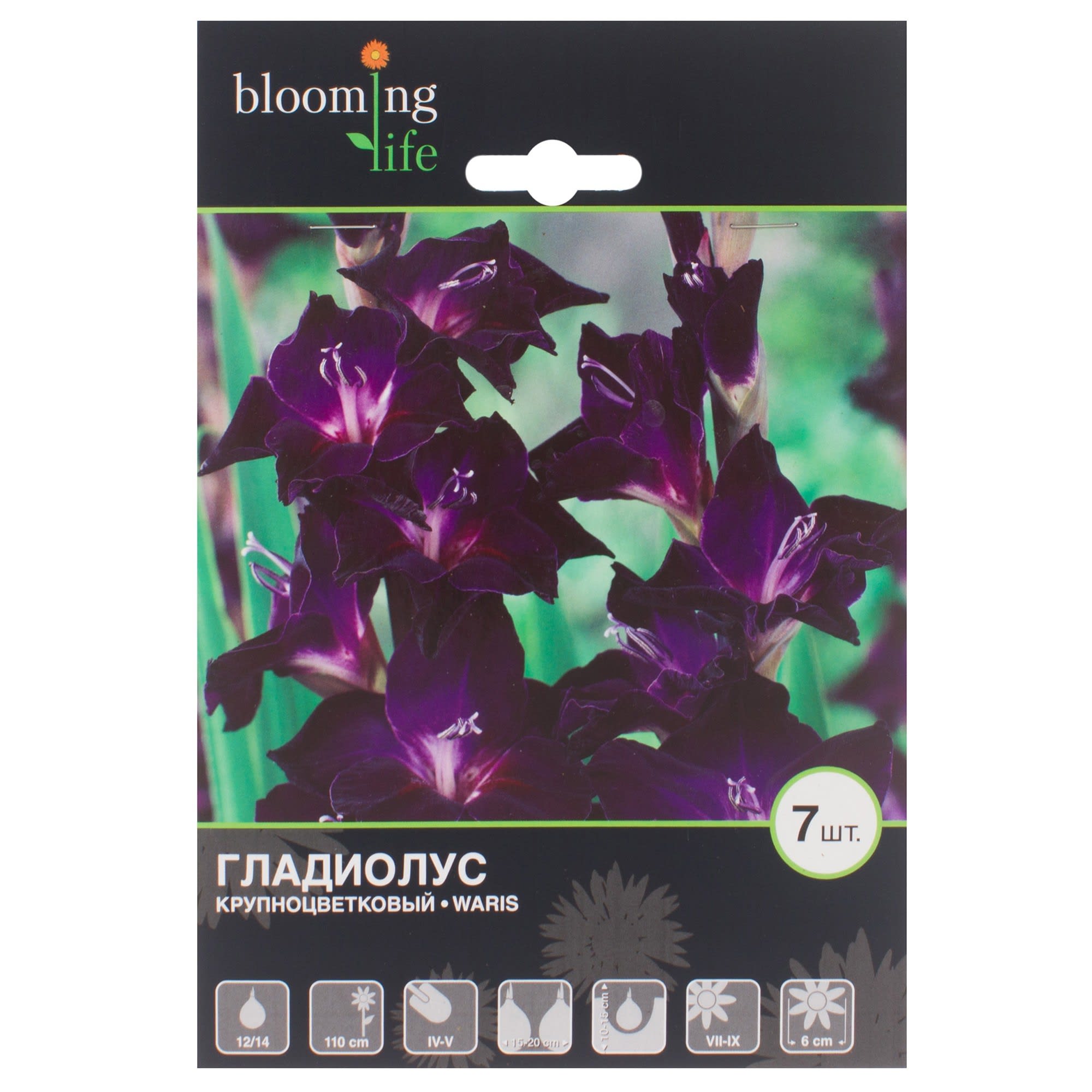 14374863 Гладиолус Крупноцветковый Варис (12/14) Santreyd 