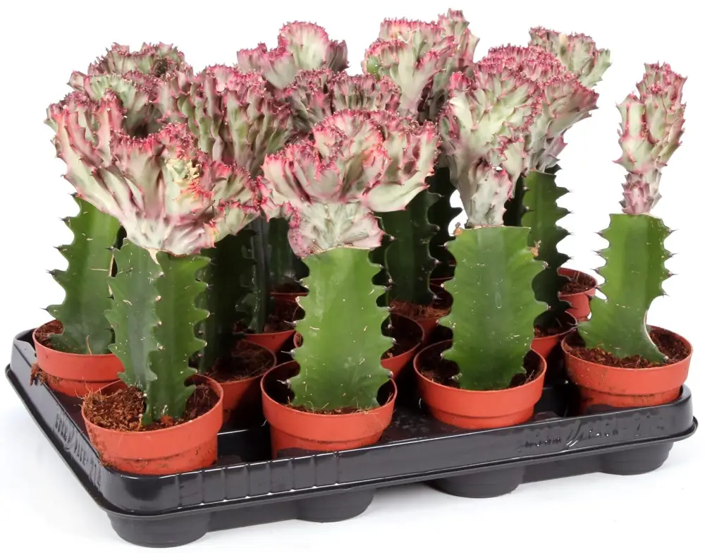 Santreyd Эуфорбия Лактея кристата — суккулент с гребневидной кроной 85062783