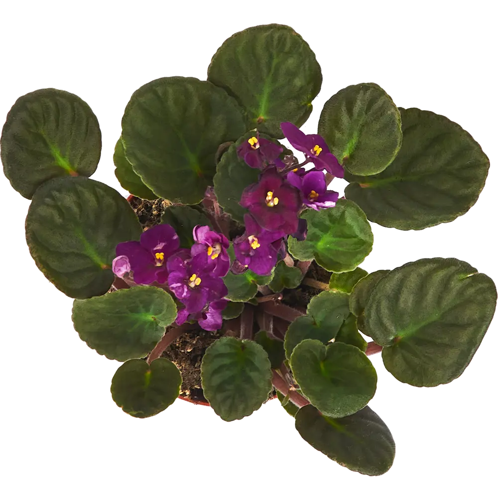 Фиалка микс ø12 h20 см 85324977 STLM-2082492 Santreyd  - Вид №3