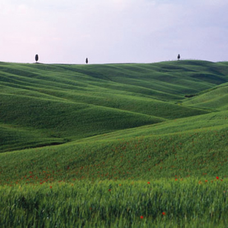 1104/CX38 Картина 1104 Adriani e Rossi 