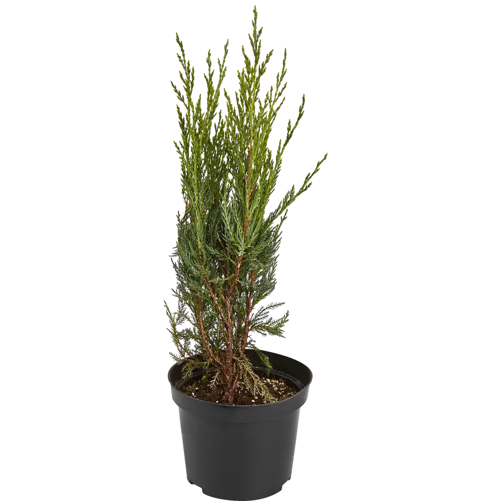 Можжевельник скальный Мун Глоу ø19 h30 см PLANTMARKET STLM-2209927