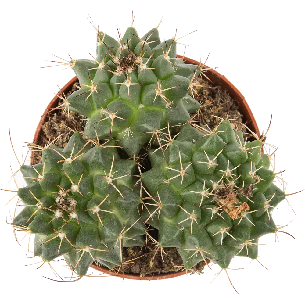 Santreyd Кактус Рок микс — живой декор для интерьера 85062778 STLM-0058112 - Вид №1