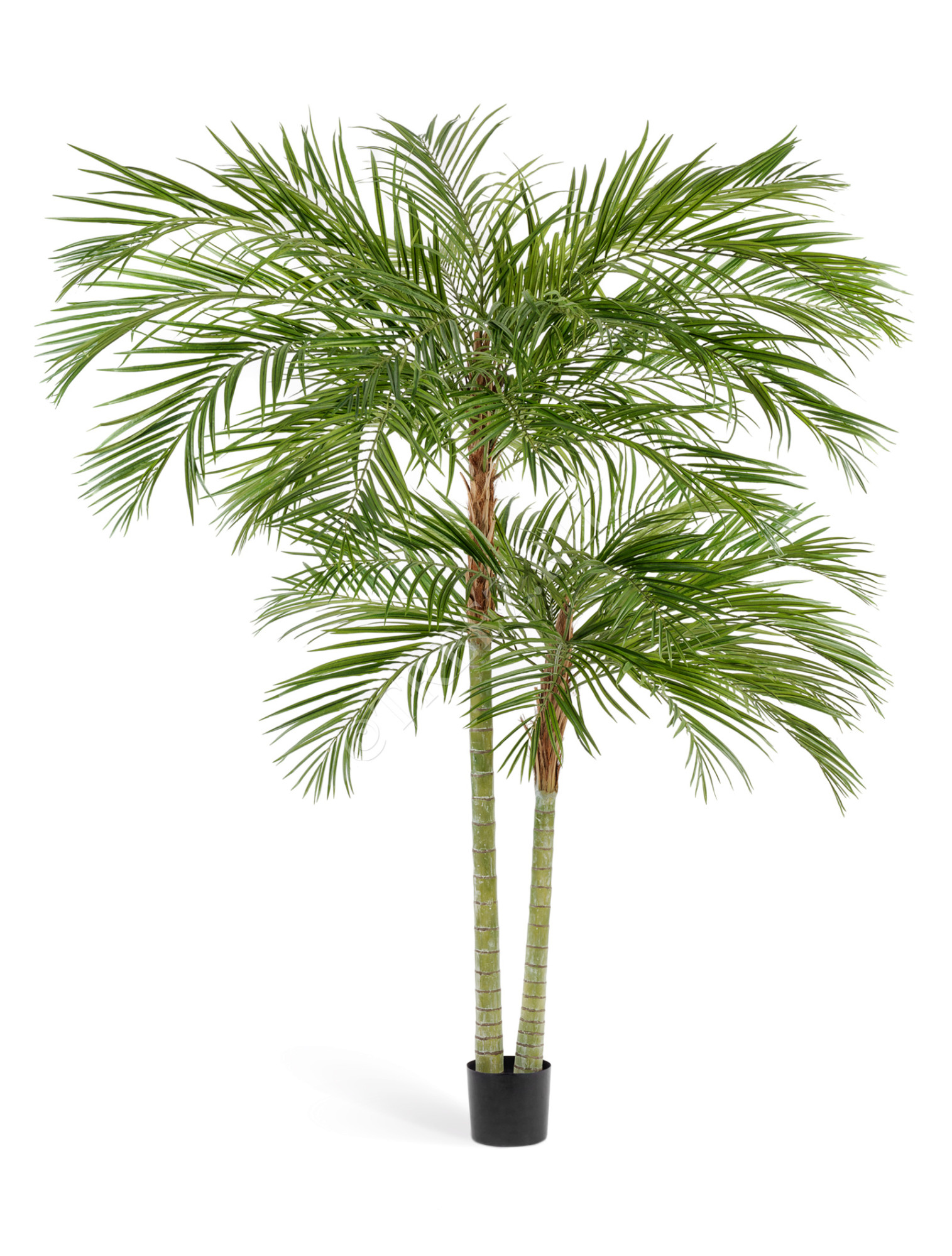 10.1336N Пальма Арека двухствольная Цветочная коллекция 