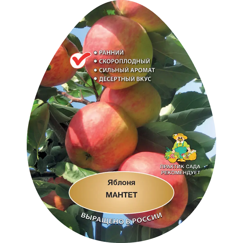 Яблоня Мантет h200 см Поиск Инвест 84399292 STLM-2150837 Santreyd 