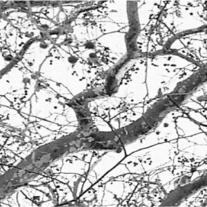 0106/CX38 Bottiglia Adriani e Rossi белый