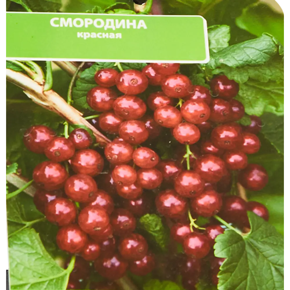 Смородина красная Ненаглядная ø17 h30 см 85325461 STLM-2193253 Santreyd 