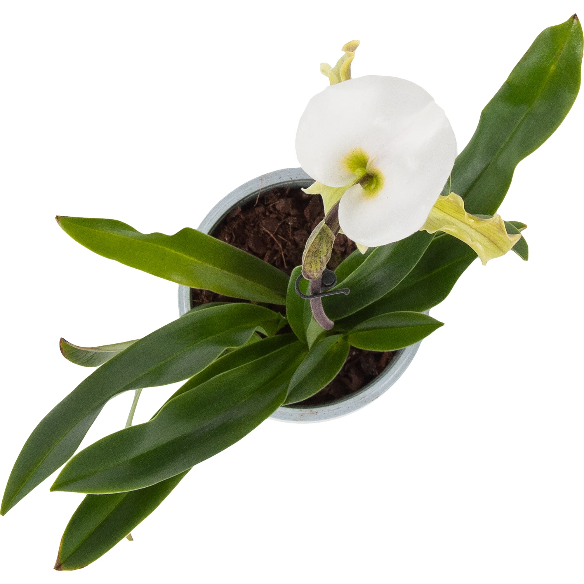 82579673 Орхидея Пафиопедилюм ø12 h50 см Santreyd  - Вид №1