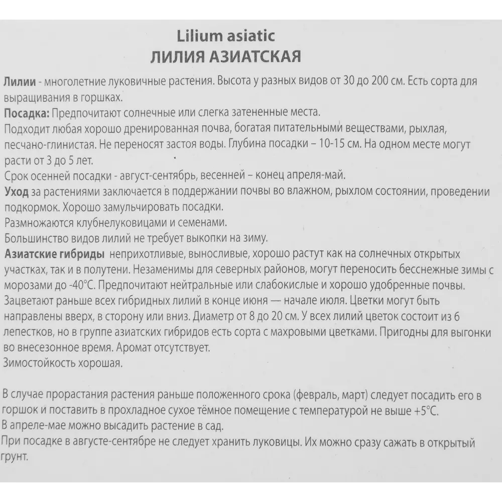 Лилия азиатская махровая Аарон ПОИСК STLM-2110849 - Вид №2
