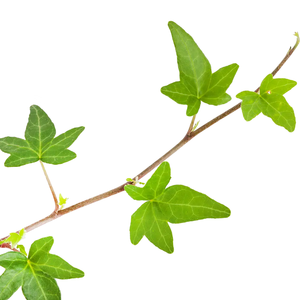 Santreyd Хедера ампельная - вечнозеленая лиана для интерьера 17394341 STLM-0008090 - Вид №1