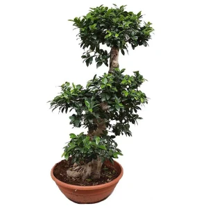 Фикус микрокарпа бонсай ø35 h100 см Росток 84586919 STLM-2207362