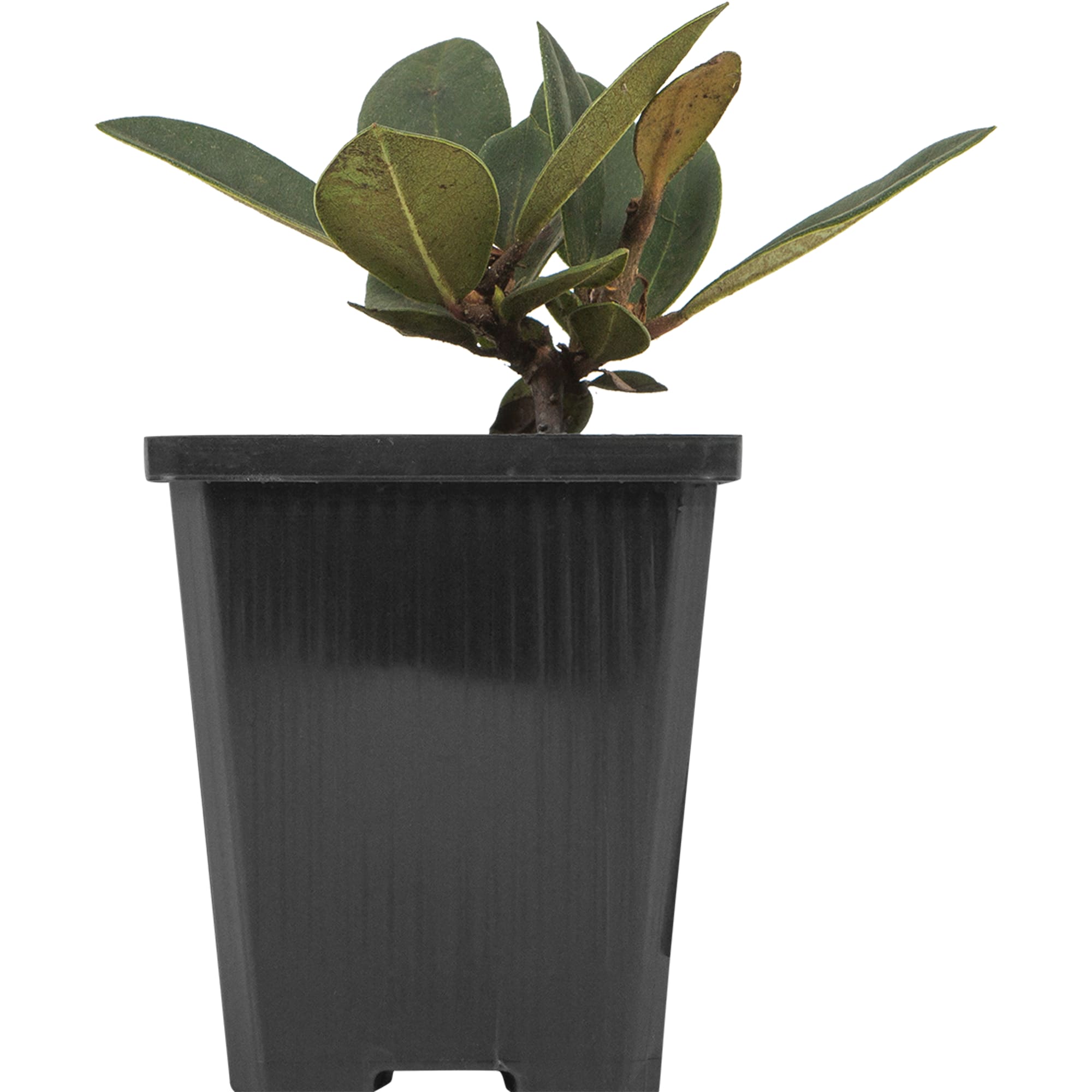 82176136 Рододендрон якушиманский «Фантастика» P9 Santreyd  - Вид №2