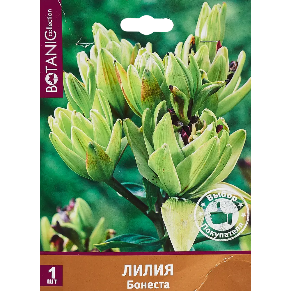 Лилия Бонеста 12/14, 1 шт 82539383 STLM-2044533 Santreyd 