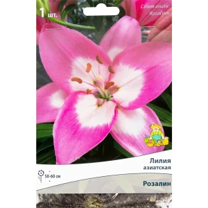 82319577 Лилия азиатская «Розалин», размер луковицы 14/16 STLM-0963454