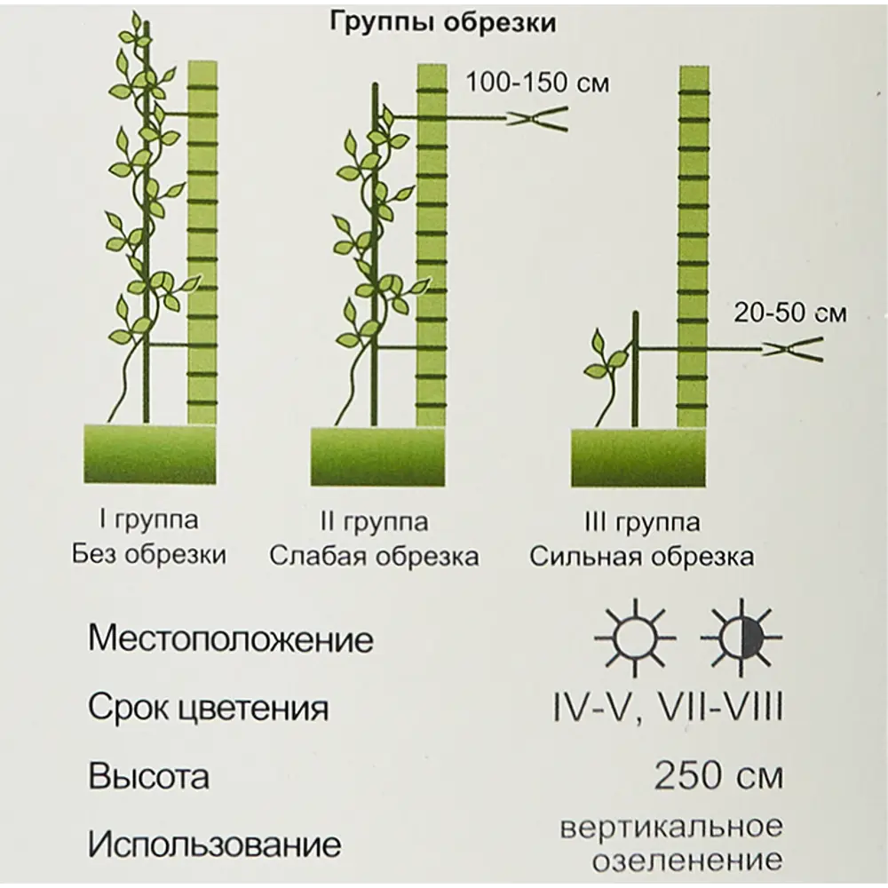 Клематис Памэла Джэкмен ø9 h39 см 83738687 STLM-2208826 Santreyd  - Вид №4