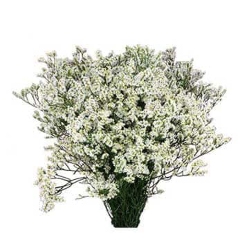 Лимониум чина вайт 80 см Santreyd 26375