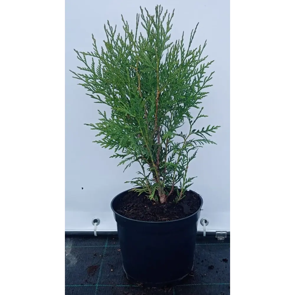 Туя западная Вудварди ø19 см h40-60 см 85088206 STLM-2053616 Santreyd 