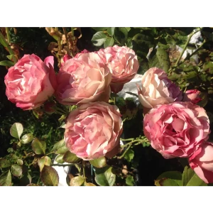 Роза Флорибунда Акрополис ø19 h55 см 84827499 STLM-2171585